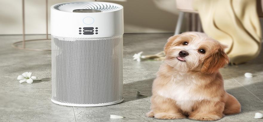 What should be noted when exporting pet electronic products to the United States?